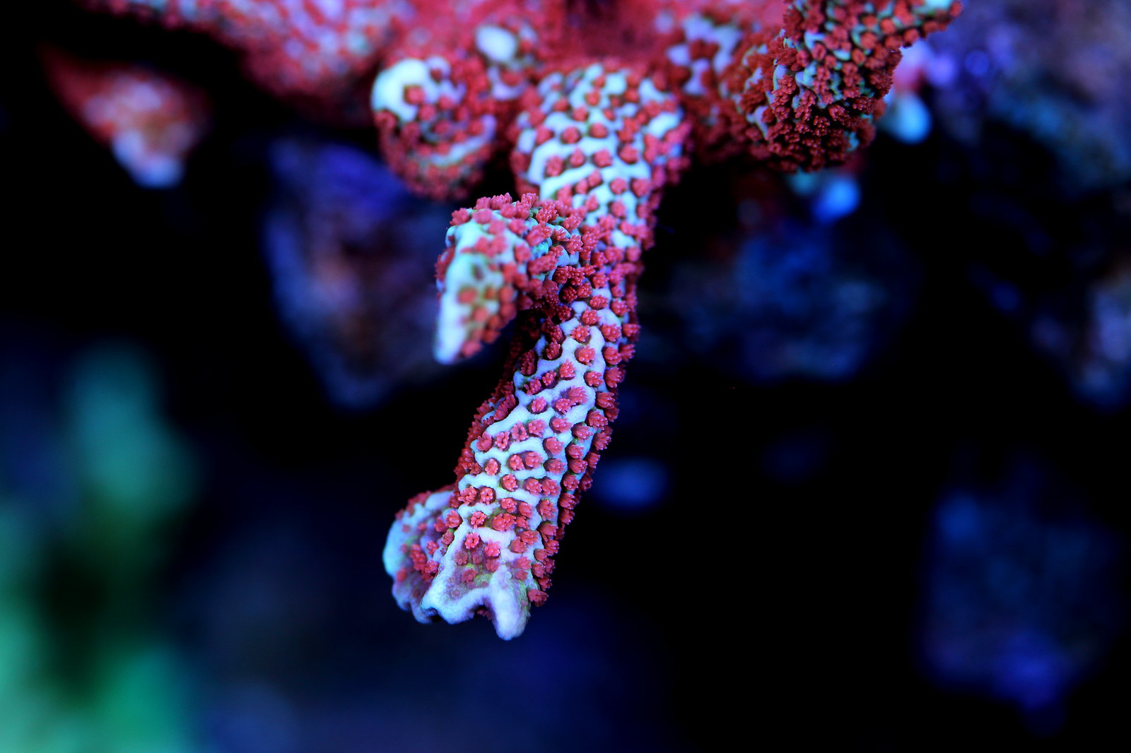 34142478796_3eb4fecc36_h.jpg