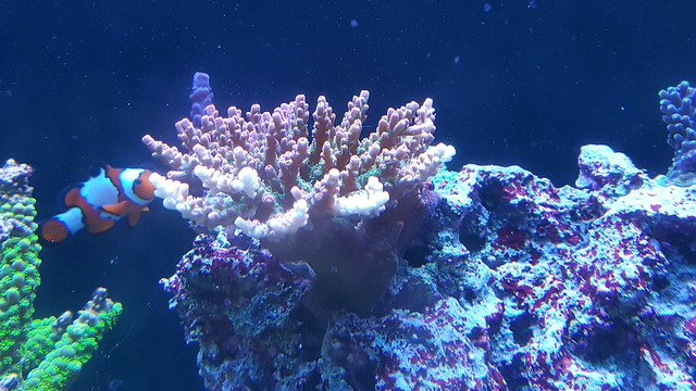 42362524632_71106d3c83_z.jpg