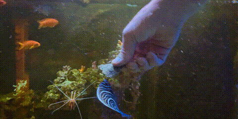handfeed-gif.2747216