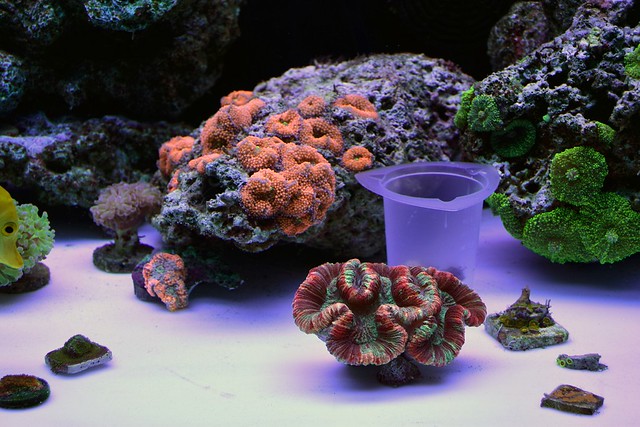 48719767951_68065208e5_z.jpg