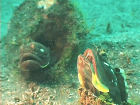 Sarcastic Fringehead, One of the Ocean's Strangest Fighters