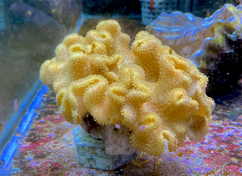 yellow-toadstool-leather.jpg