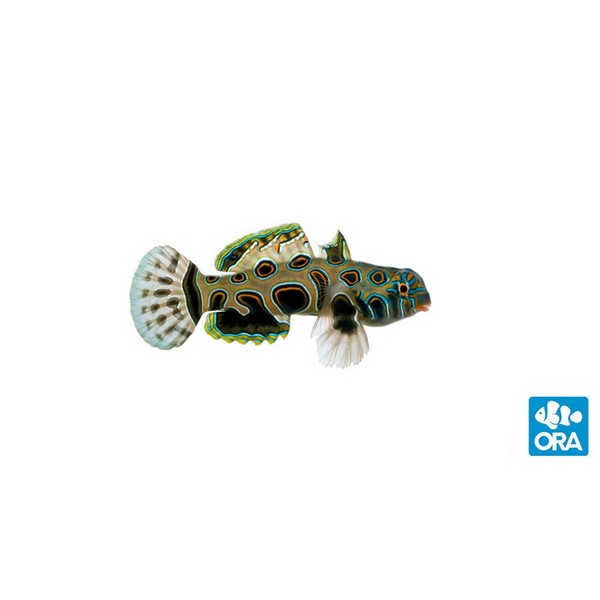 www.oceansgarden.com