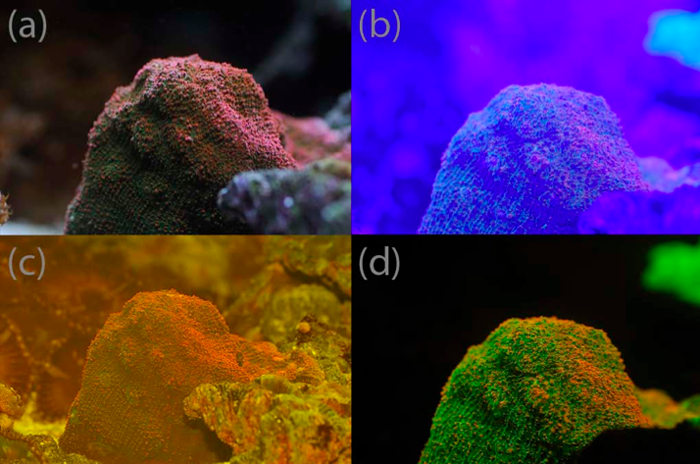 reefs.com