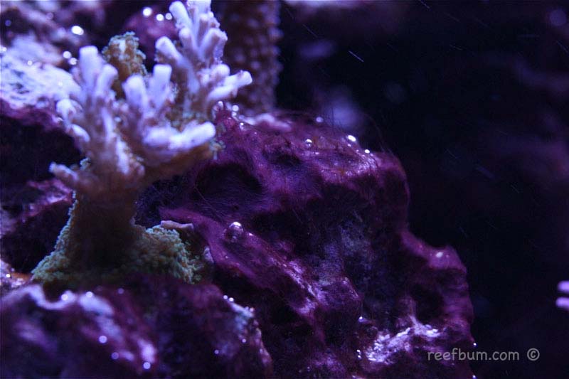 Cyano-Pic2.jpg