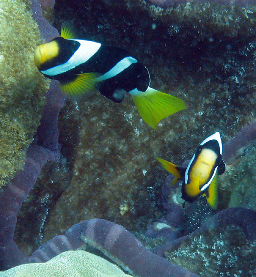 seafishes.wordpress.com