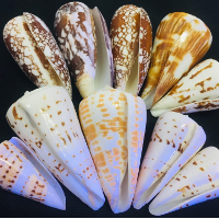 www.reefcleaners.org