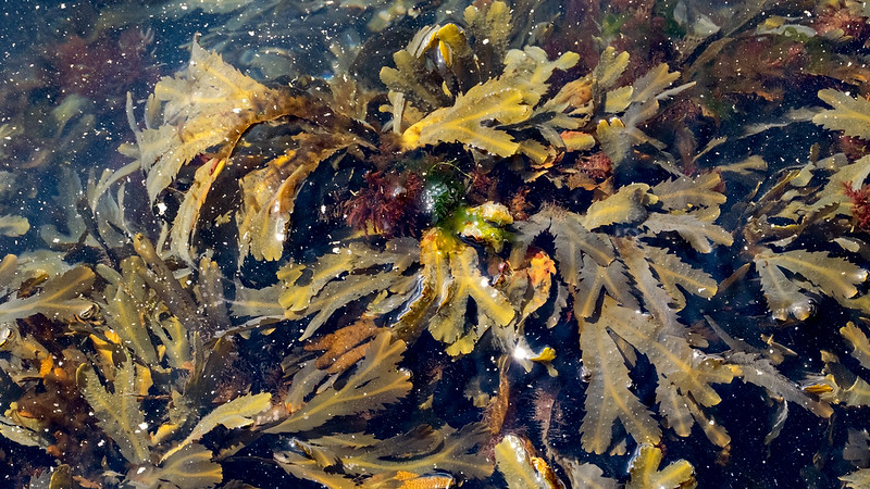Serrated-wrack.jpg