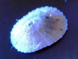 Limpets