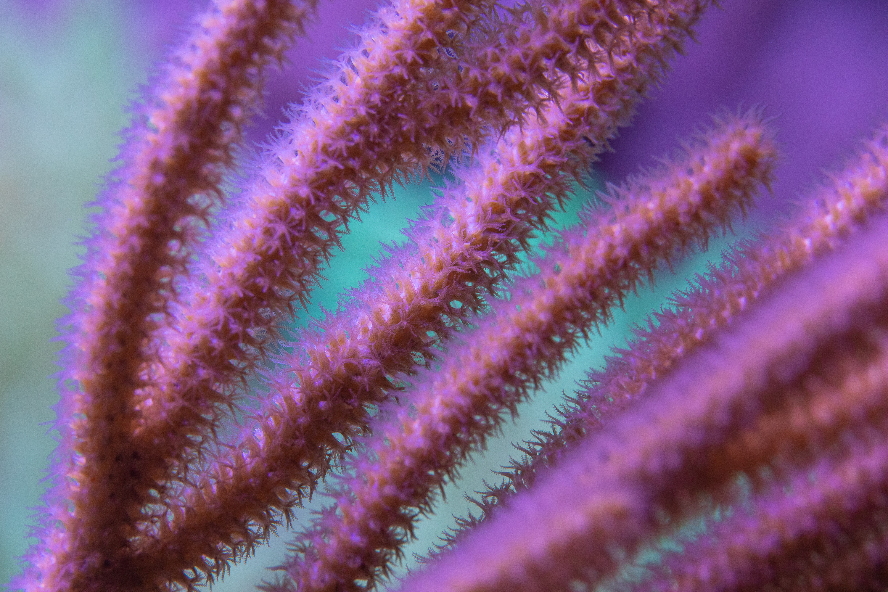 reefsavvy-95.jpg