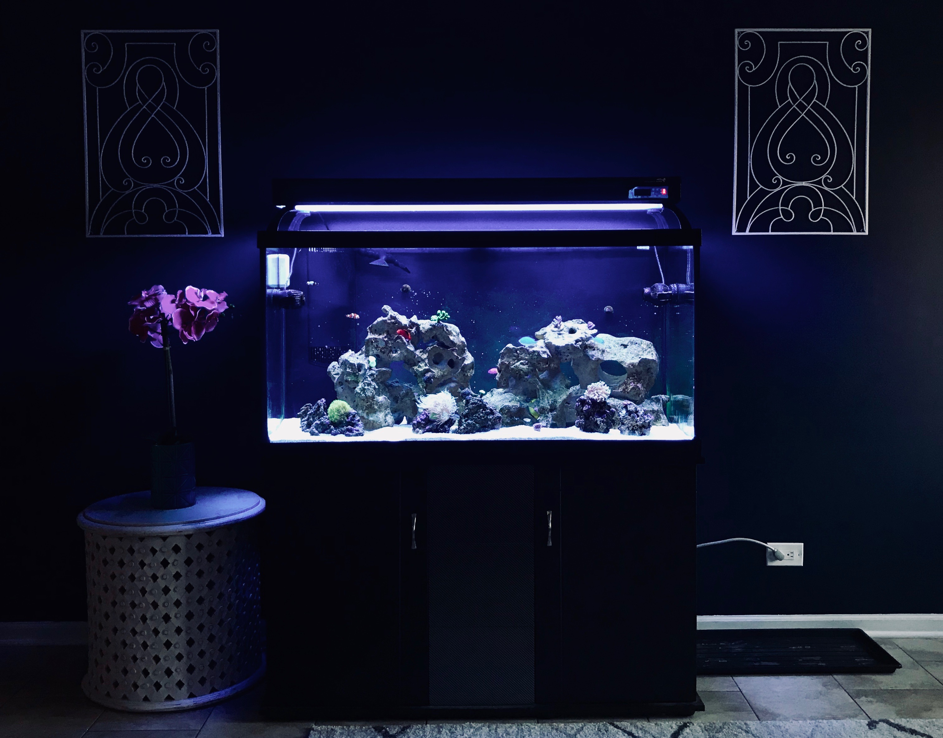 dimo120full.jpg