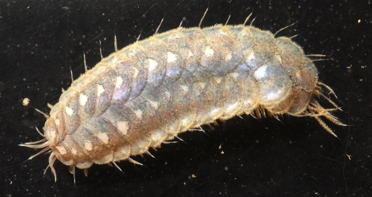 Adrian Glover on Twitter: "Remarkable diversity of these spectacular scale  worms from [HASH=57152]#Antarctica[/HASH] This from last night's samples [HASH=57153]#LarsenCBenthos[/HASH]  @BAS_News @NHM_London @NERCscience [HASH=57154]#NHMDeepSea[/HASH] [HASH=57155]#Oceans[/HASH] [HASH=57156]#OurBluePlanet[/HASH]  Animal 6cm long. https://t.co ...