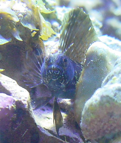 blenny2.jpg