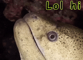 Eel Lol GIF by MOODMAN