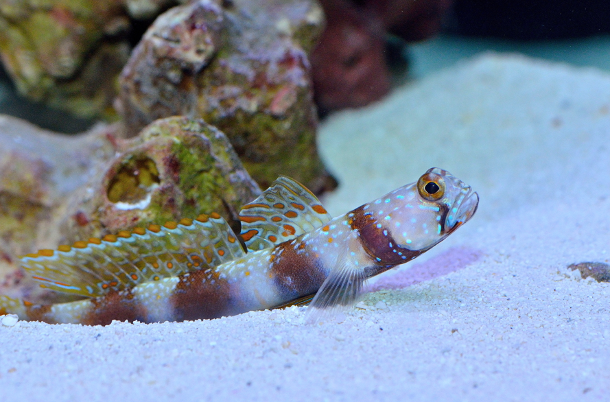 reefbuilders.com