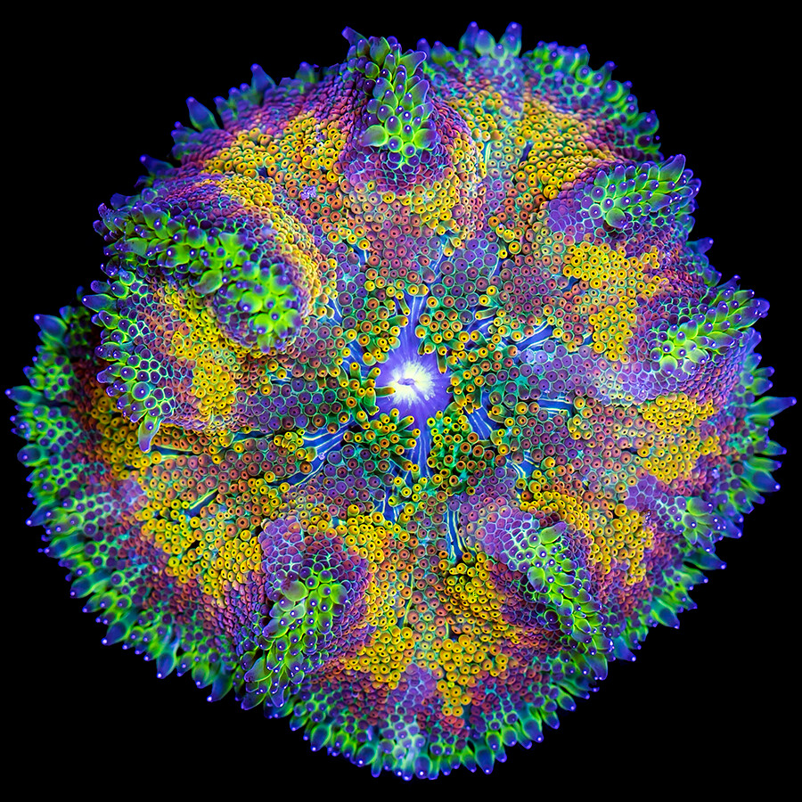 45557972751_3acbf7443c_b.jpg