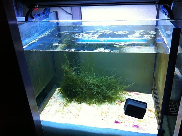 caulerpa-serrulata-jpg.141353