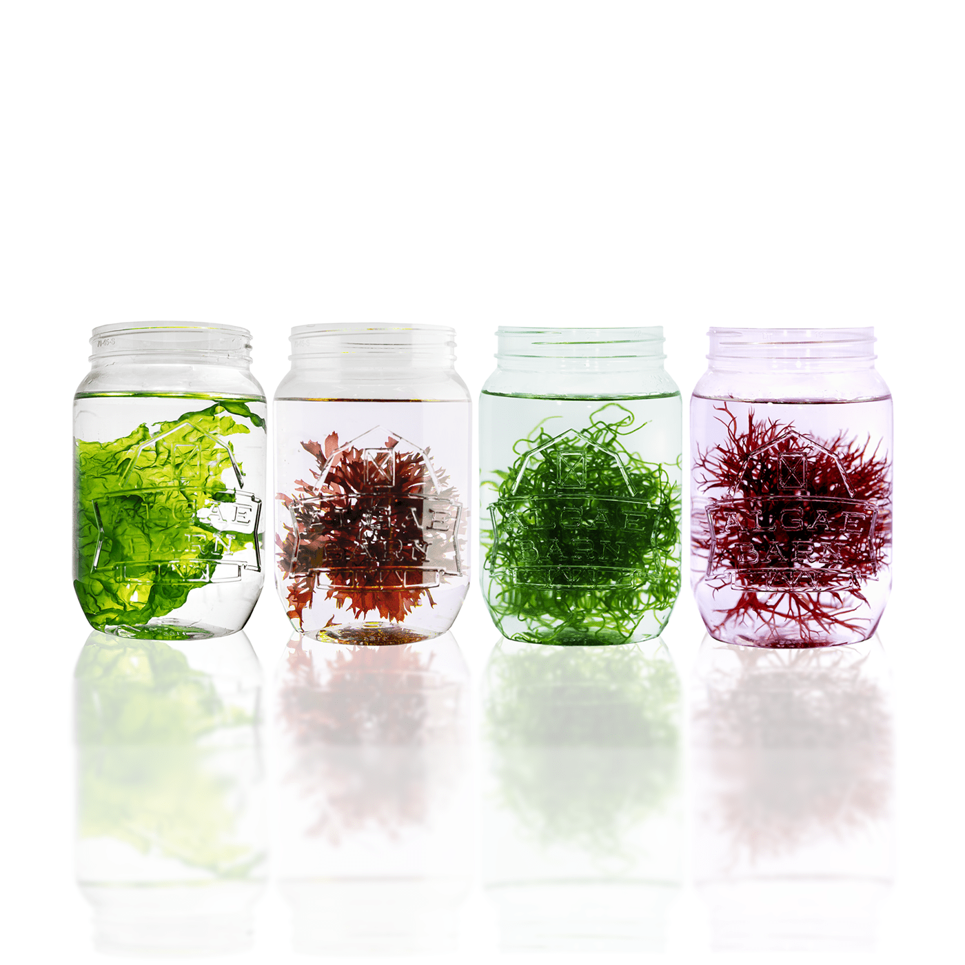www.algaebarn.com