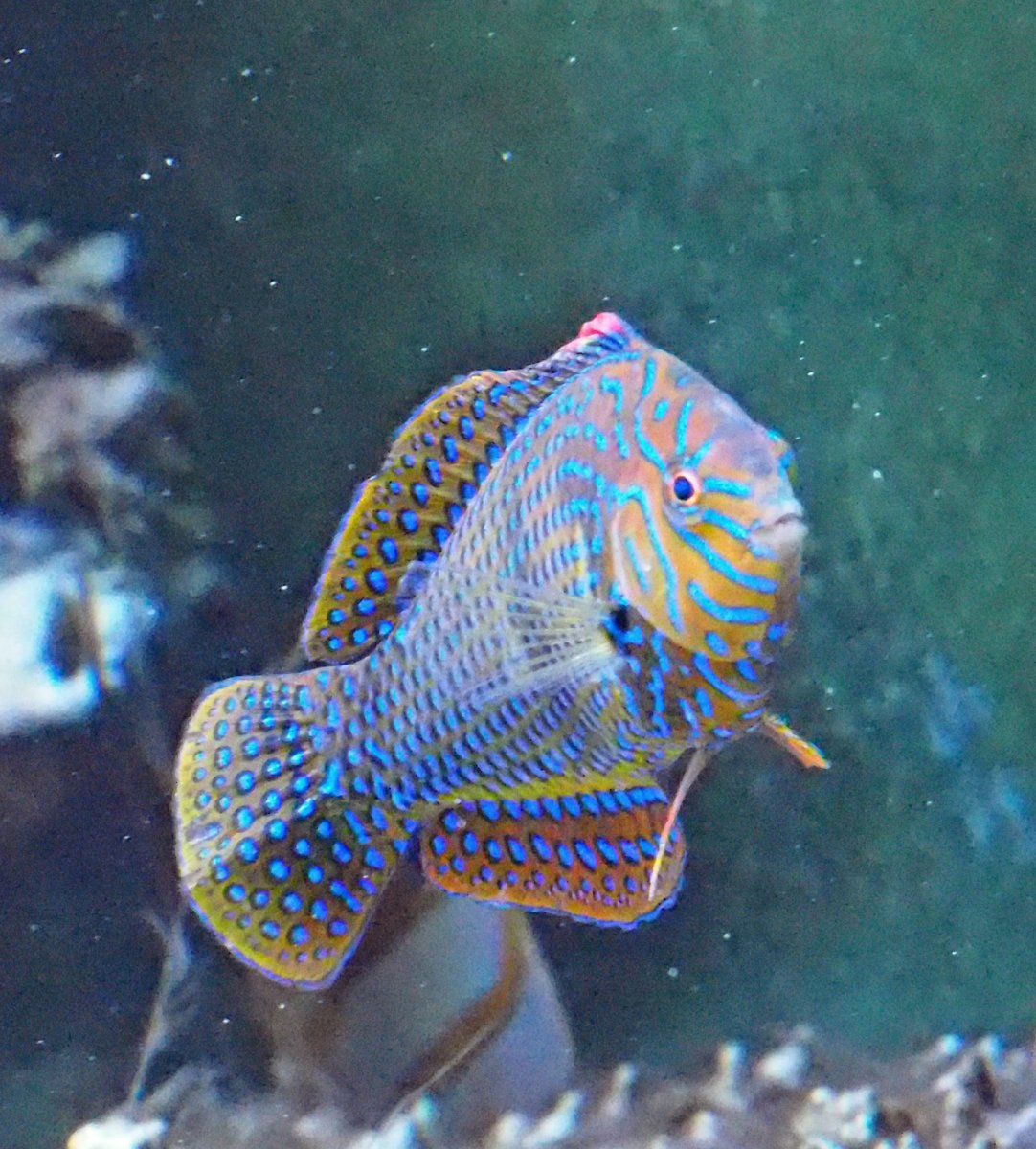 potterwrasse2018062209-jpg.774082