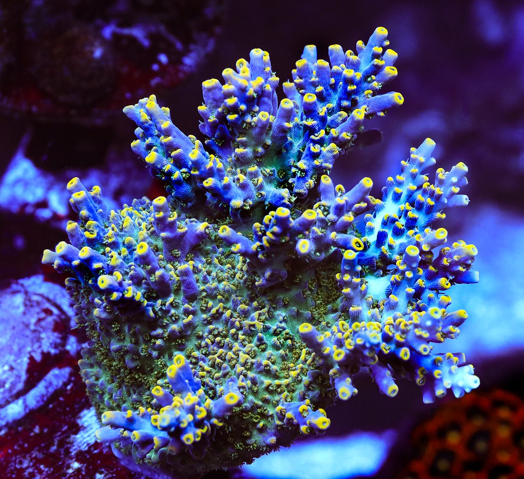 51405354945_7f2bf71897_b.jpg