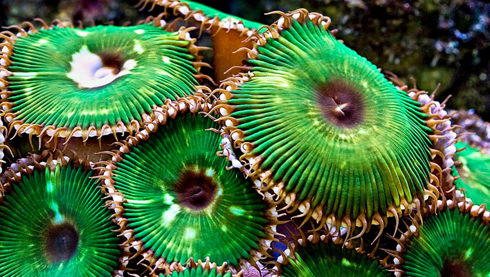 reefbuilders.com