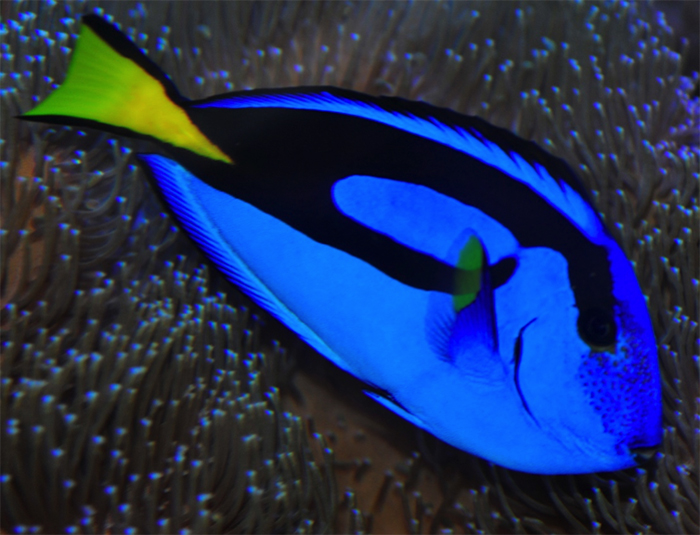 reefs.com