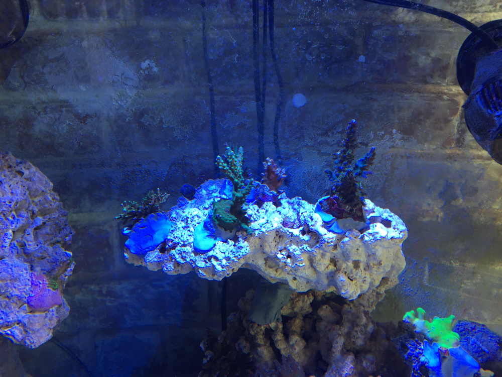 Reef_After_Move-15.jpg
