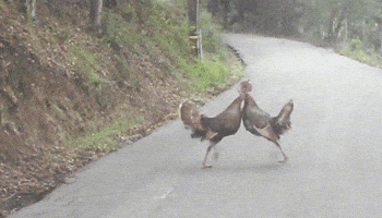 Turkeys GIF by FOX TV