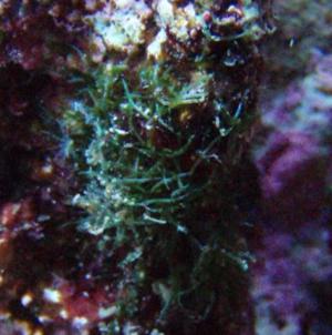 Cladophoropsis 300x302