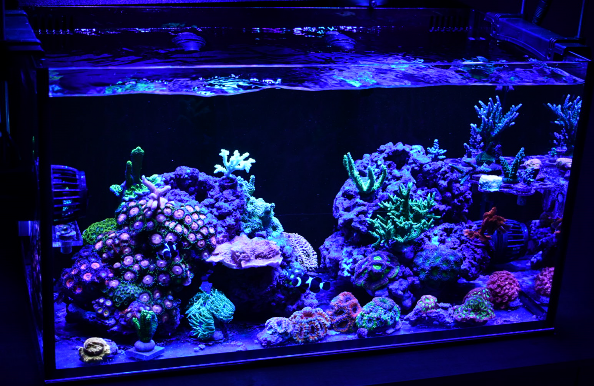 dsc_0426-png.1451116