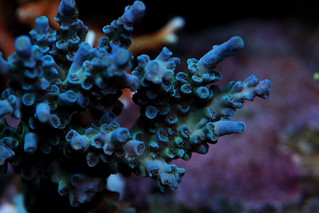 32015606548_234abd0fc2_n.jpg