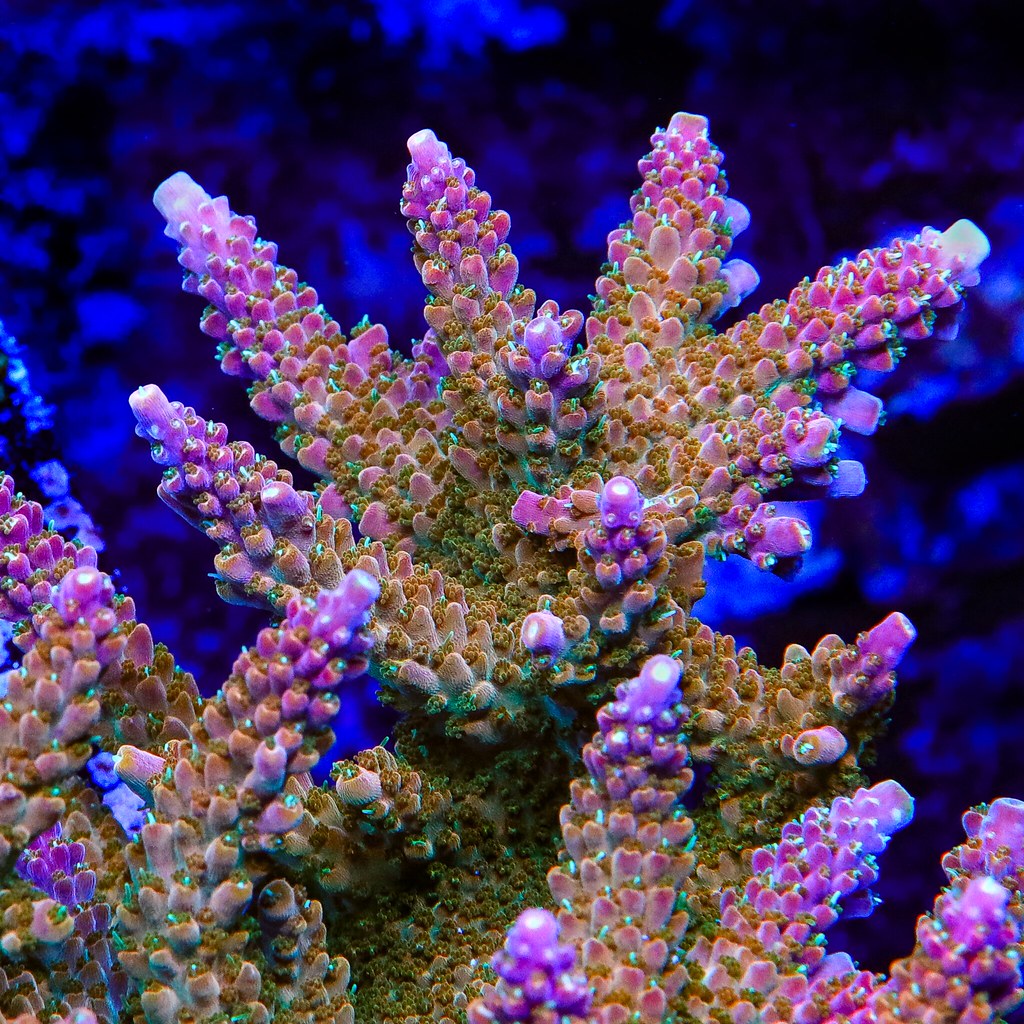 51133835056_204bb05bdf_b.jpg