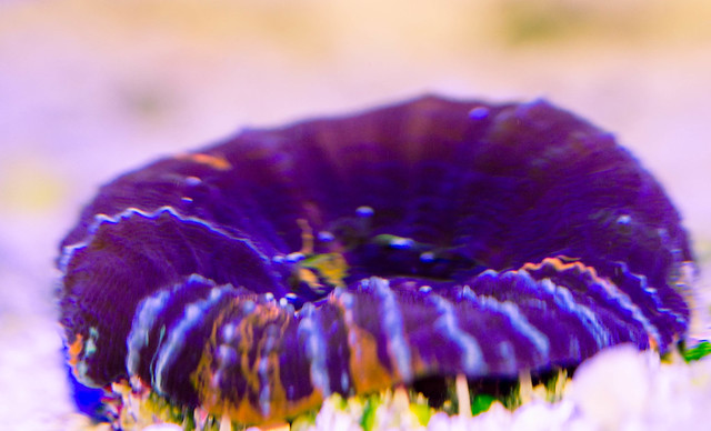 16135360429_7464535f01_z.jpg