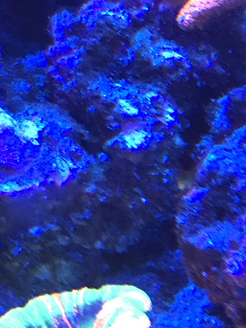 46184109485_0995b22d47_z.jpg