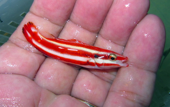 Bodianus-opercularis-1.jpg