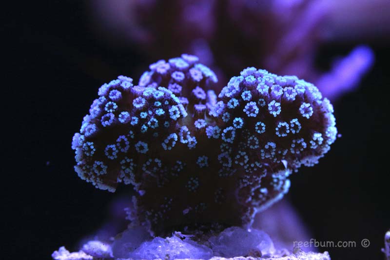 Sep-2016-Frags-Rainbow-Stylo-pic2.jpg