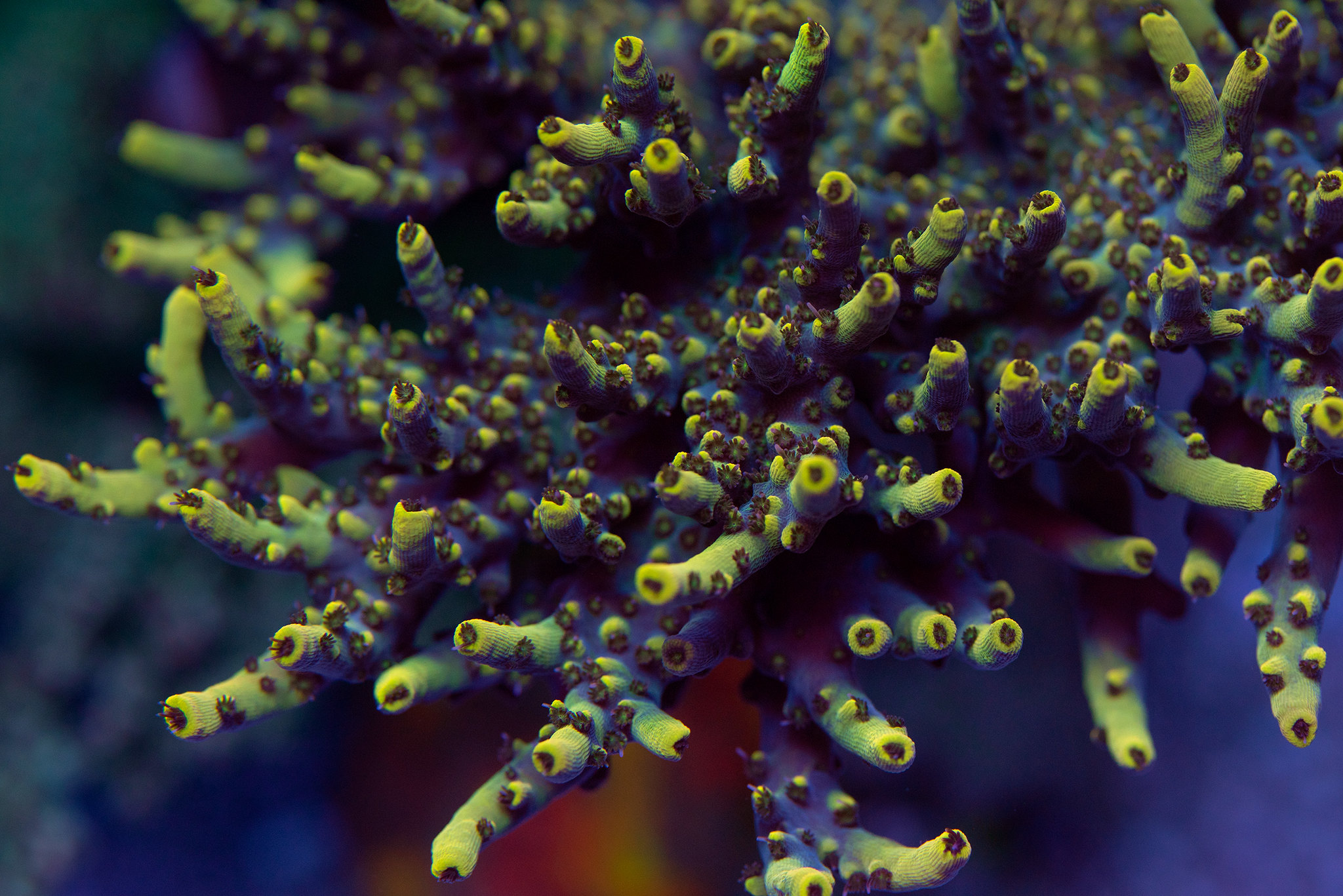 51908213391_c30e9c51a0_k.jpg