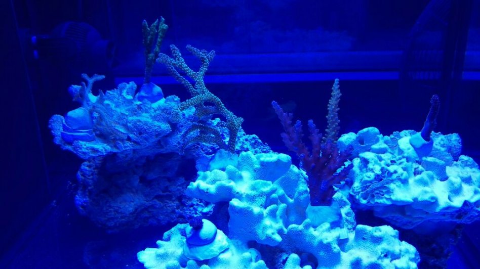 pic-1-jpg.50880