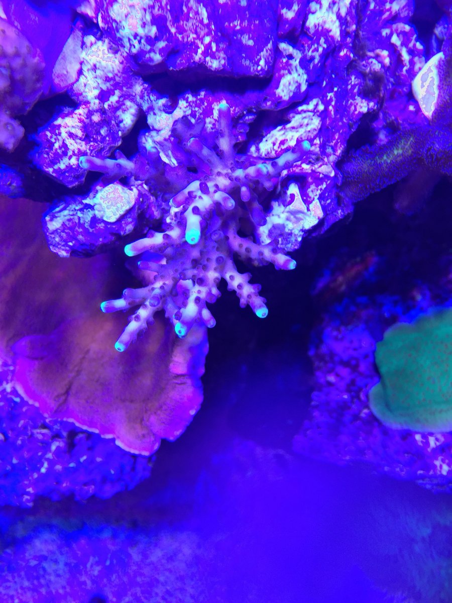 6-green-tip-acro-jpg.696597