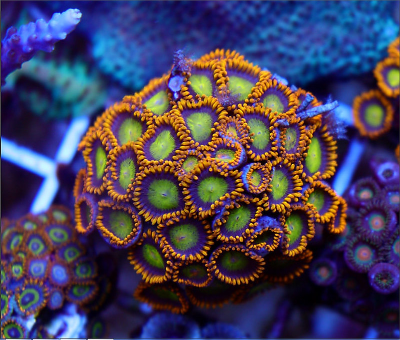 40312362443_b6551c1d49_c.jpg