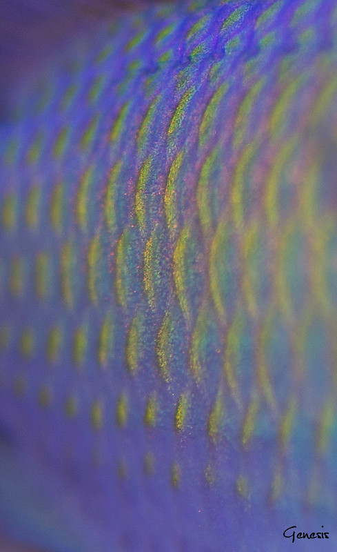 13962273855_2e606b5de8_c.jpg