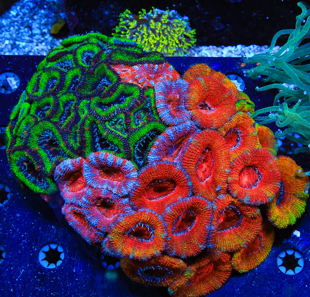 52693974357_34e10a3459_b.jpg