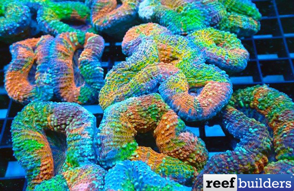 reefbuilders.com
