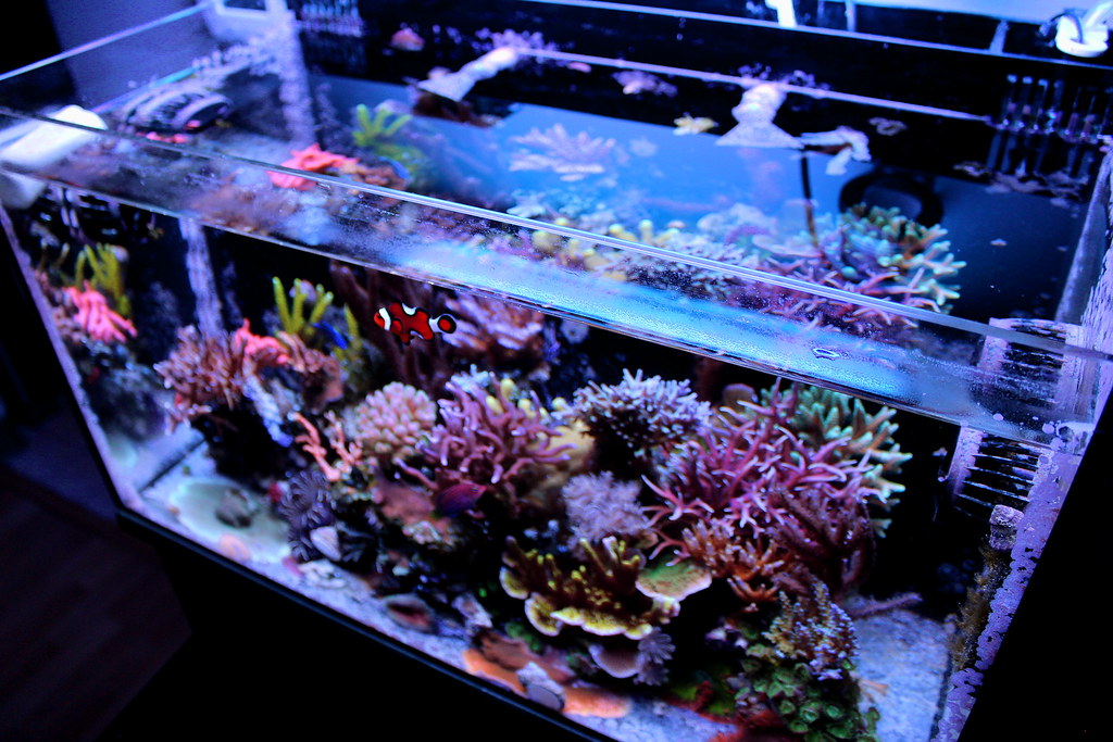 26221253899_3efcfcb216_b.jpg
