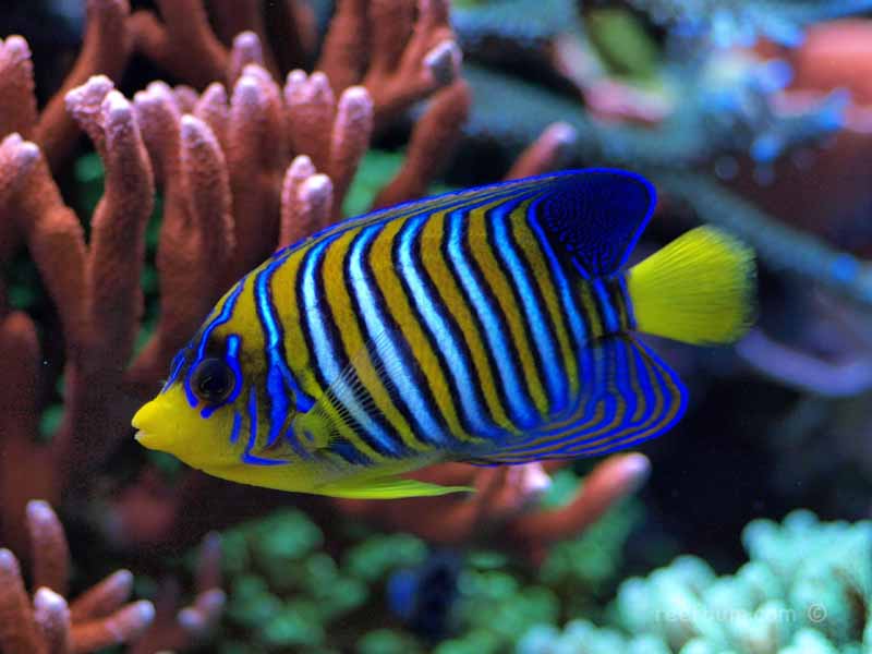 July132009Tankpic4.jpg