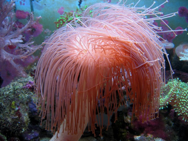 reefbuilders.com