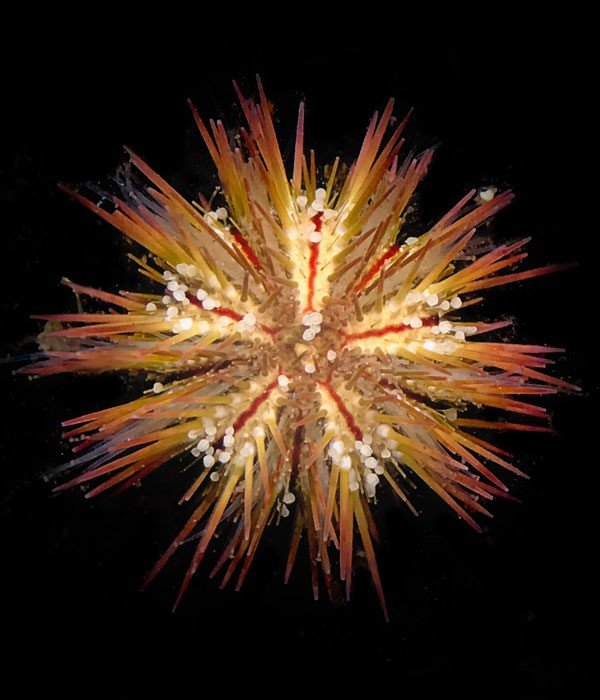www.algaebarn.com