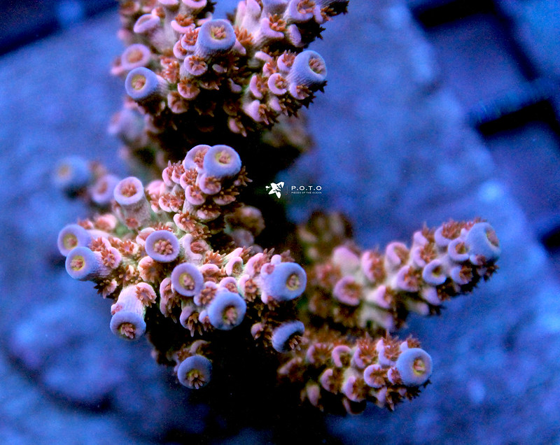 50595374661_0c344d7f40_c.jpg