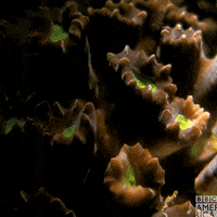 Ocean Wildlife GIF by BBC America