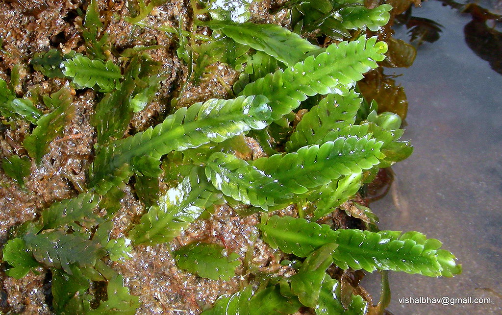 Caulerpa scalpelliformis | Vishal Bhave | Flickr